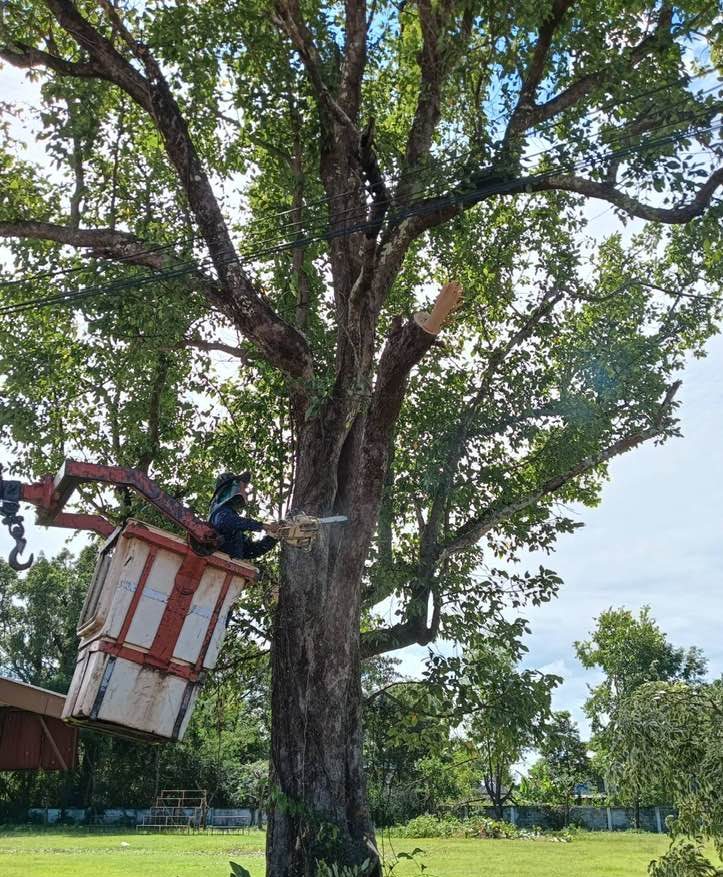 ระบบคำร้องตัดกิ่งไม้